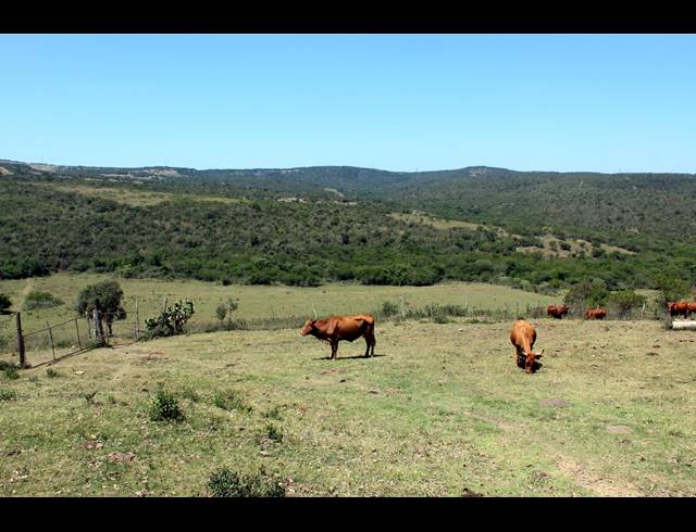 226HA FARM FOR SALE IN KOMGA RURAL